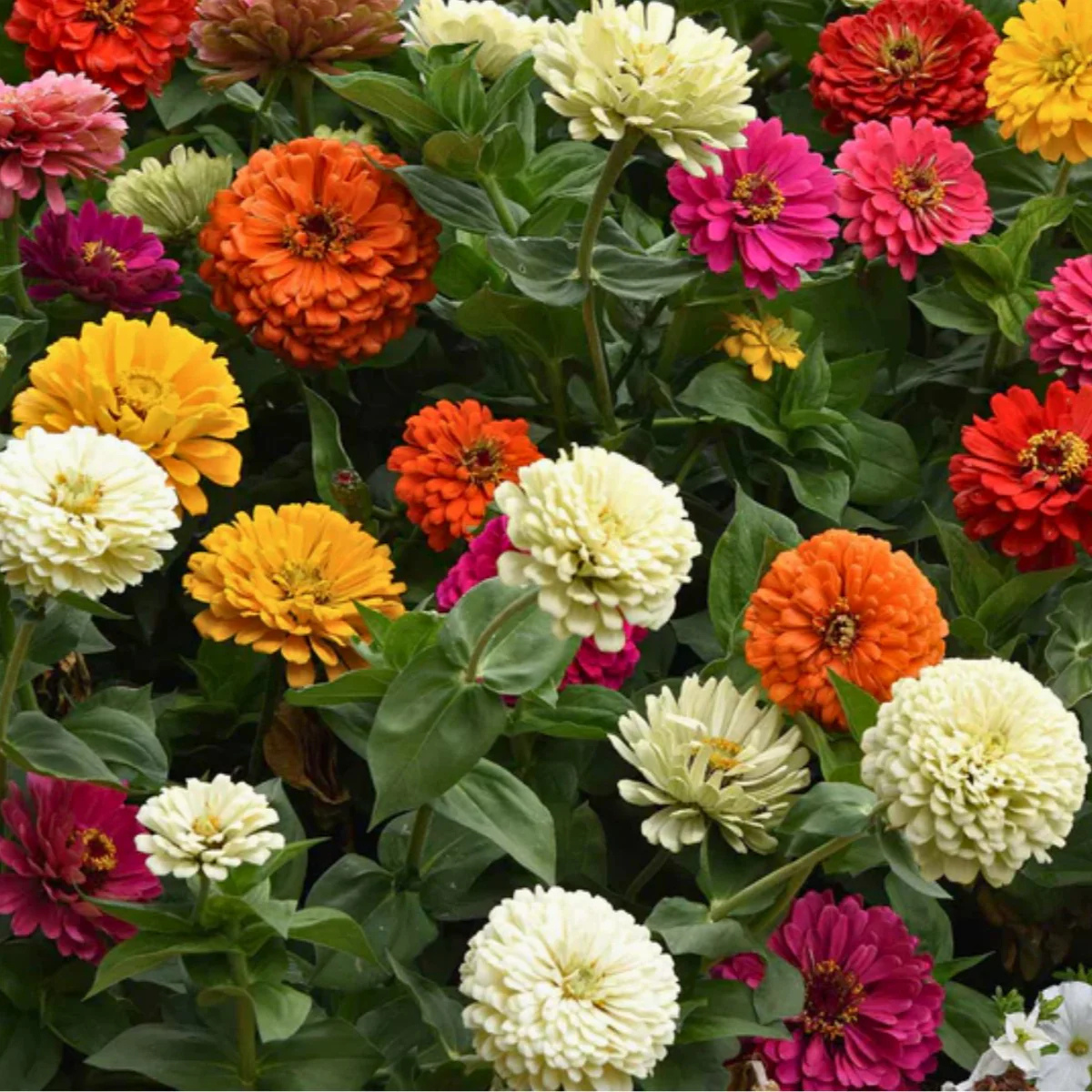 State Fair Mix Zinnia